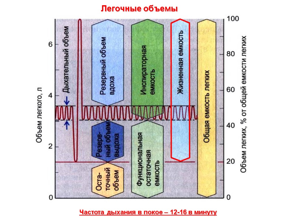 Легочные объемы Частота дыхания в покое – 12-16 в минуту